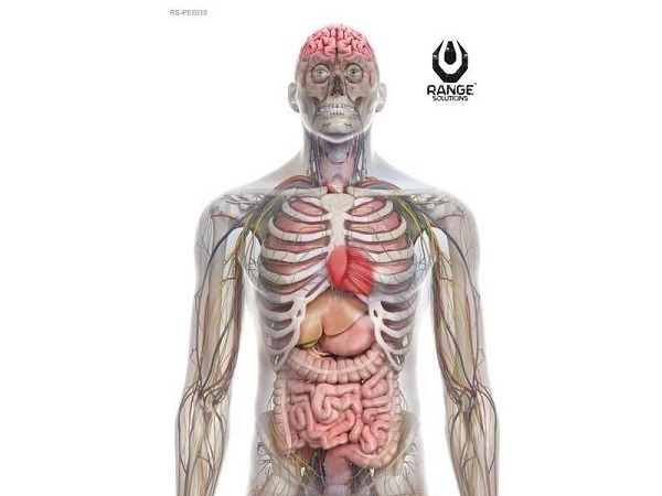 The human torso, more or less - there's the vitals.